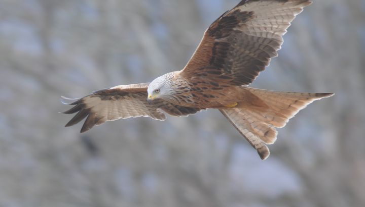 À la découverte des oiseaux du plateau de Bellefonds